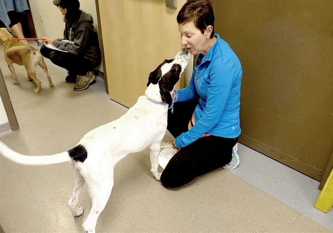 toledo humane society cats