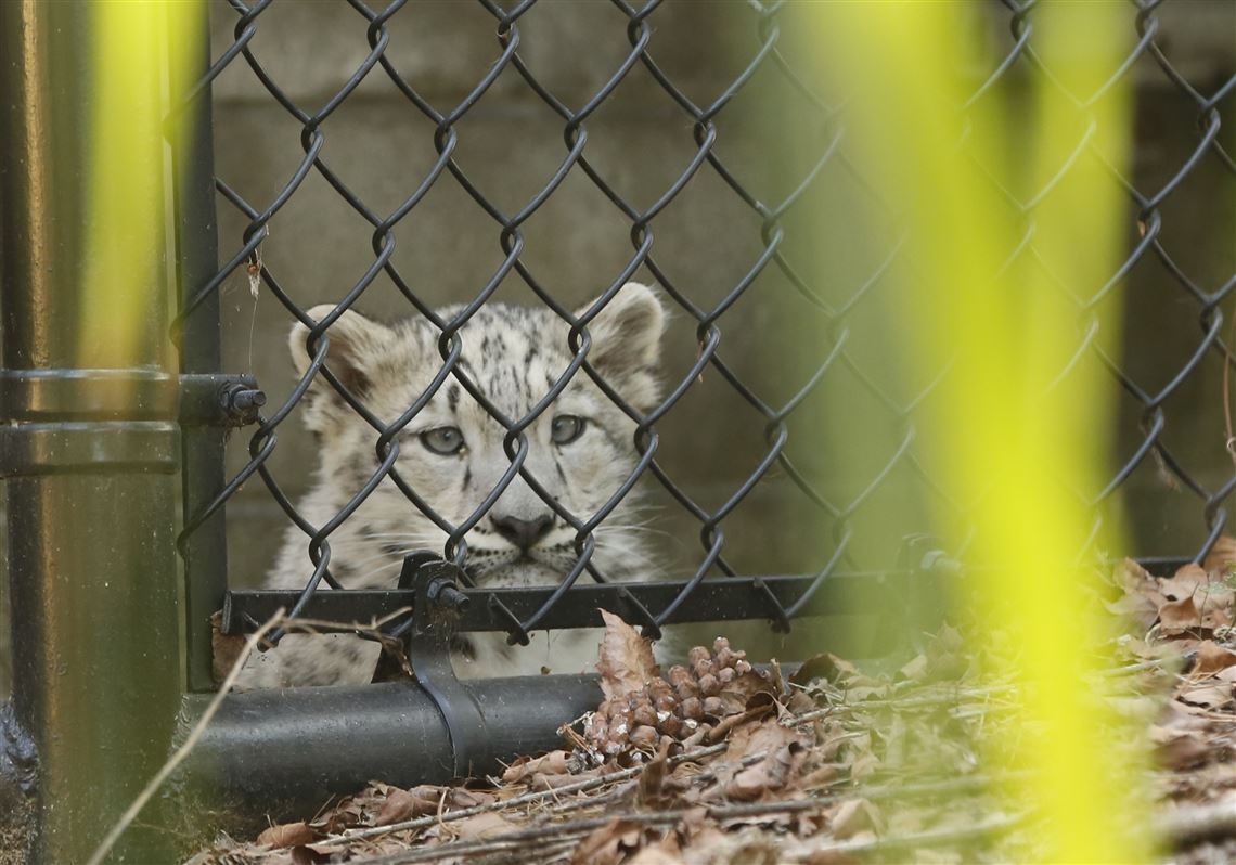Toledo Zoos Snow Leopard Dariga Makes Public Debut Toledo - 