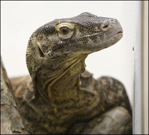 A breeding pair of Komodo Dragons, whose female is pictured, will be a new display once the renovation of the museum is complete. The museum will also include a number of biodiversity exhibits.