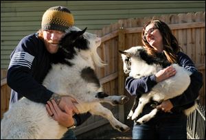 Justin and Amanda Held with two of their three goats Friday in Grand Rapids, Ohio. The couple has three goats and are being told by the city they have to get rid of them.
