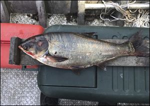 A silver carp that was caught in the Illinois Waterway below T.J. O'Brien Lock and Dam, approximately nine miles away from Lake Michigan.