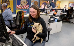 Lucas County Canine Care & Control worker Laura Simmons holds Yaeger, a Chihuahua, who was surrended Friday.