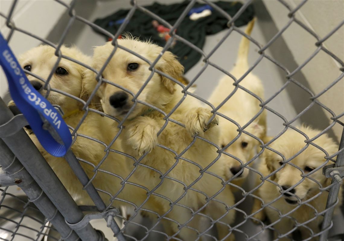 New homes await animals seized from suspected Rome Township puppy mill |  The Blade