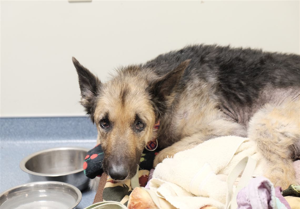 german shepherd center