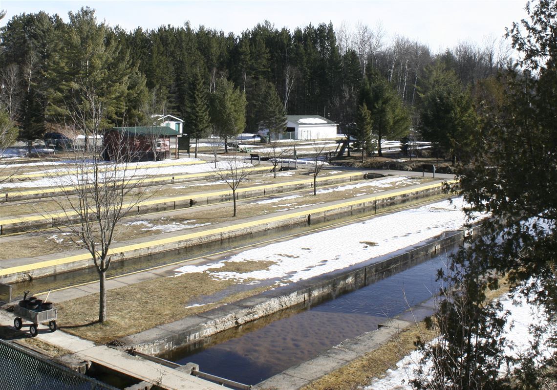 Battle To Protect Fly Fishing Holy Waters Drags On In Michigan The Blade