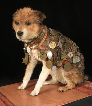 Owney at the Smithsonian. An Irish terrier mix who traveled the globe, Owney met his end in Toledo in 1897.
