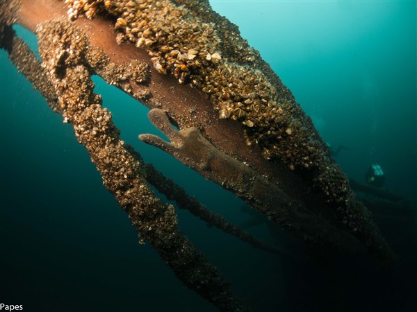 エリー湖様 Researcher says new shipwreck 'most important' Lake Erie