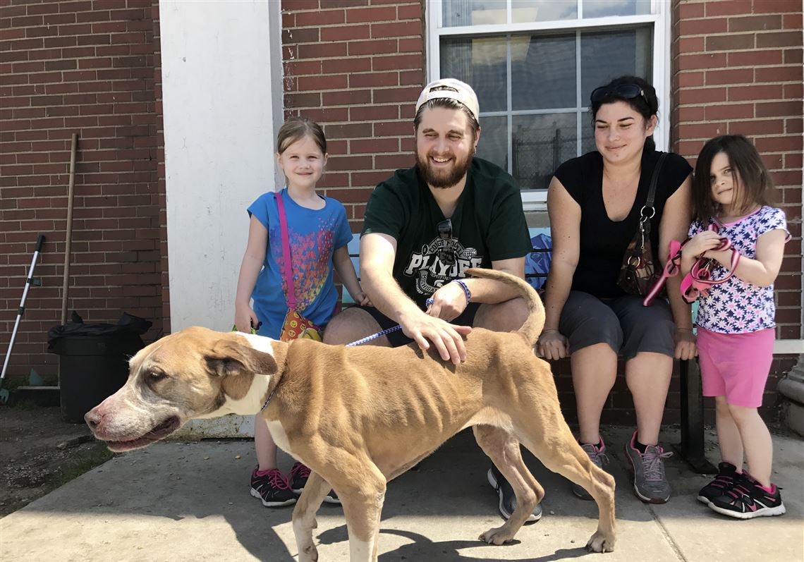 Why Does My Dog Run Away From Home