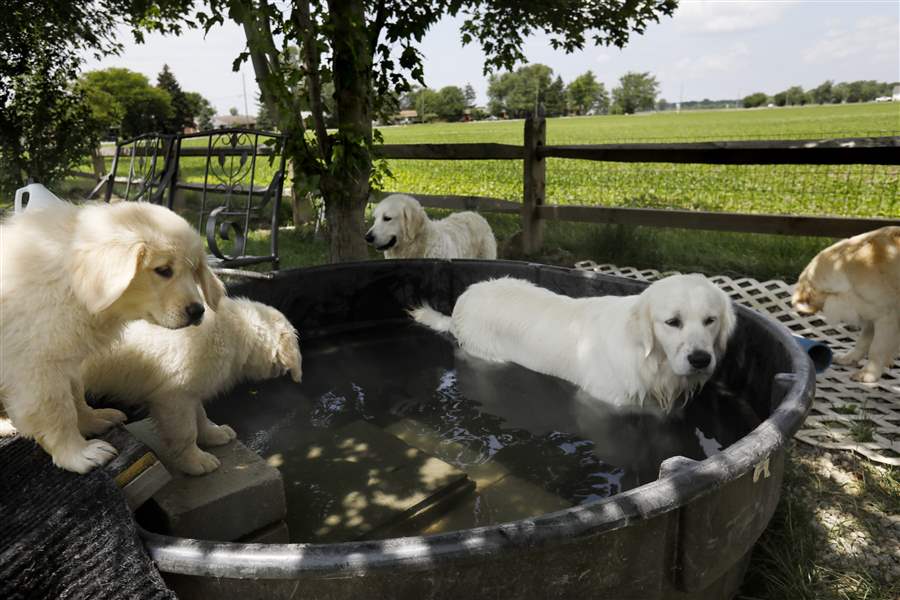  local dog breeders retailers react to new anti puppy mill law the blade