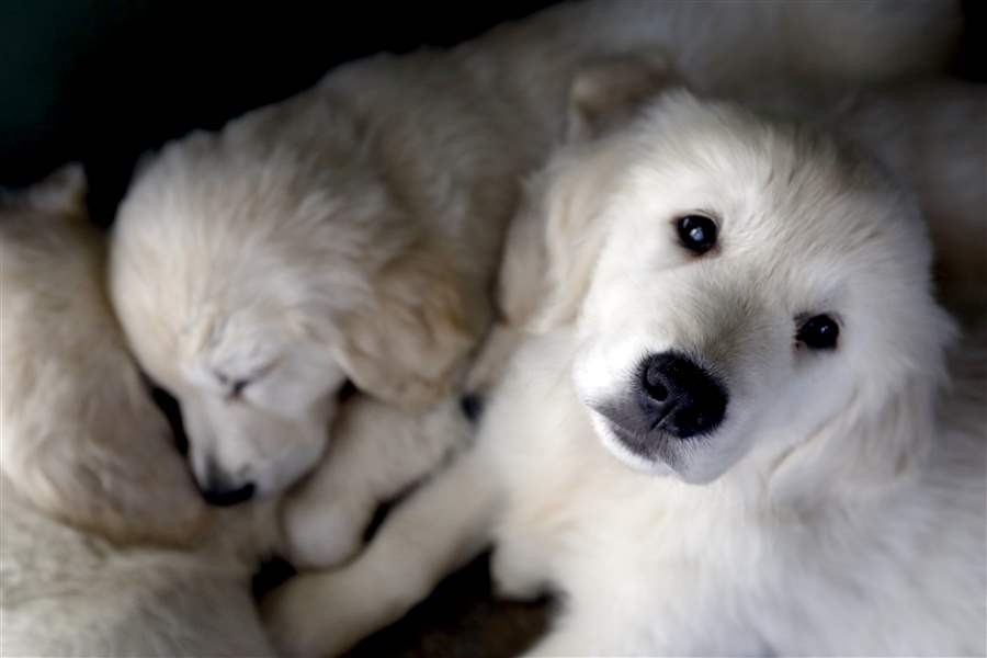  local dog breeders retailers react to new anti puppy mill law the blade