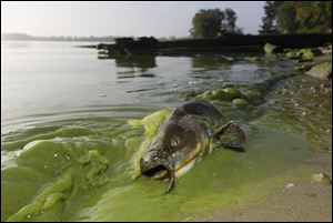 A catfish appears on the shoreline in the algae-filled waters of Toledo in September, 2017.