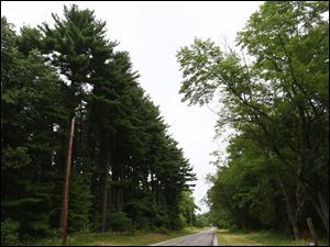 Pine trees at Oak Openings Preserve Metropark on Girdham Road.