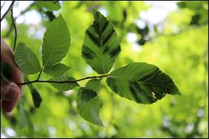 Beech leaf disease is the latest threat to Ohio's trees. First  discovered in Lake County in 2012, its symptoms include dark striping or banding on otherwise healthy-looking leaves, shriveled, discolored or deformed leaves and reduced leaf and bud production. 