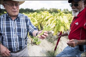 Baldemar Velasquez, left, shows Roland Vidal the flower of a tobacco plant at tobacco field in Goldsboro, N.C. on Friday. 