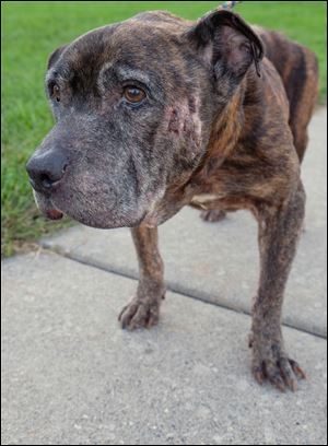 Kingston, an emaciated mastiff mix, is picked up by the Lucas County Pit Crew at the Lucas County Canine Care and Control in Toledo. He has hair loss, scars and has difficulty standing and walking.