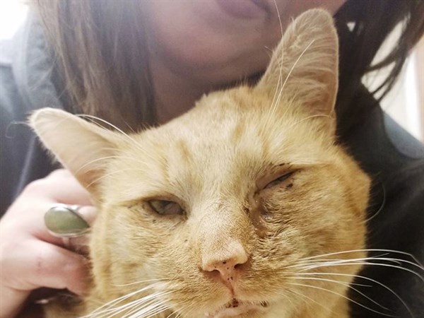 Two teens face animal cruelty charges in cat-beating case | The Blade