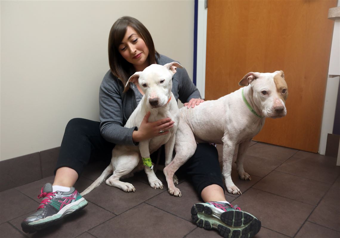 Owner surrenders bonded 'pit bulls' to 