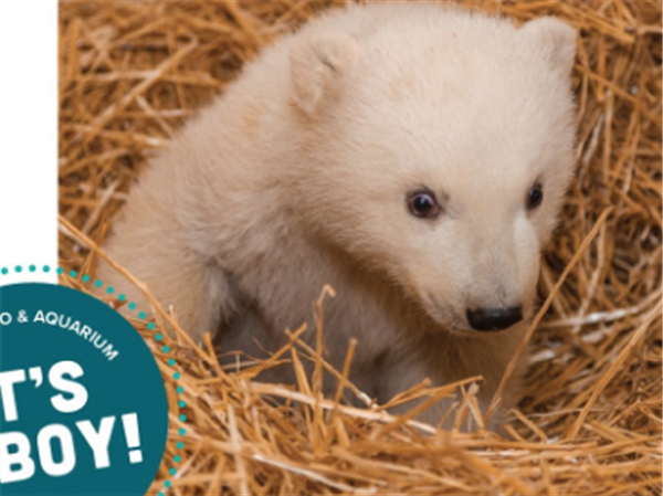 New Toledo Zoo polar cub is named Borealis | The Blade