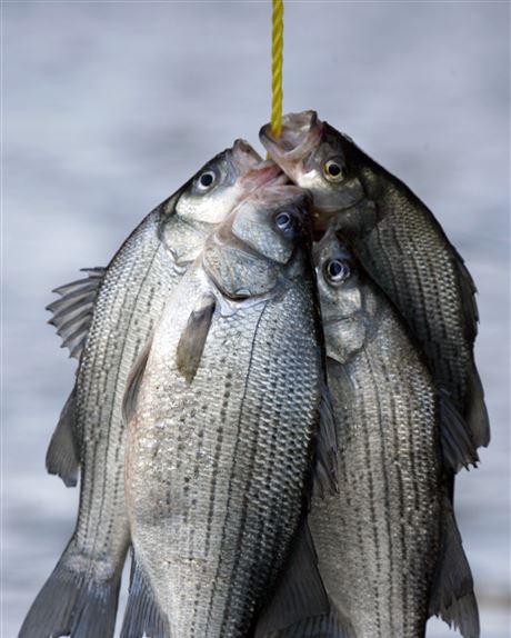 Tackle shop owner wants to see white bass record fall