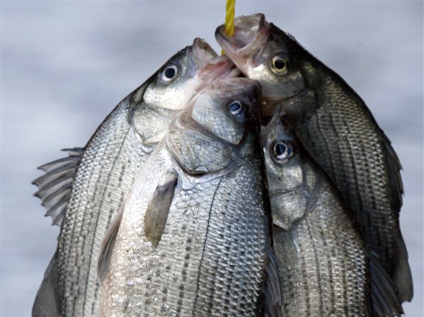 Tackle shop owner wants to see white bass record fall
