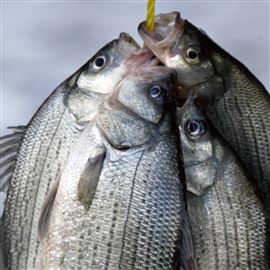 Action-packed white bass run gets its due in May