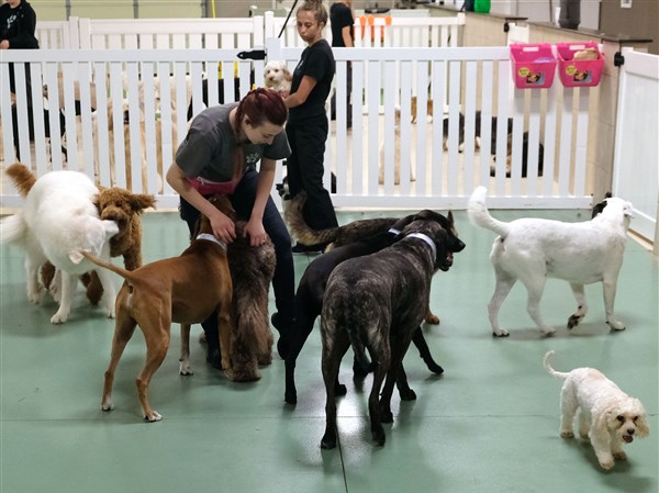 puppy measles vaccine