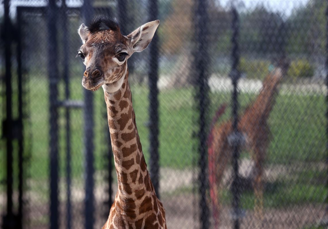 Masai Giraffe Deaths Prompt Changes At Toledo Zoo The Blade