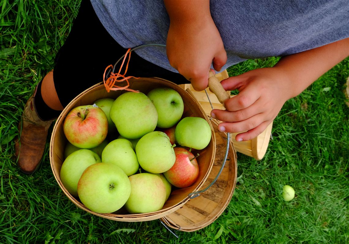 Morsels Apples For Everyone Offers Fruit Picking For A Cause The Blade