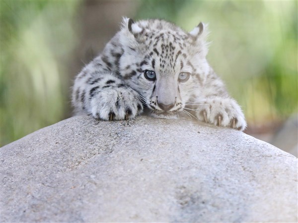 Baby snow leopard now on display at Toledo Zoo | The Blade