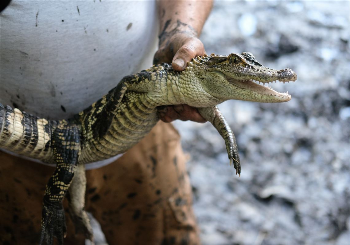 It's an alligator! Bedford Schools' pond creature captured | The Blade