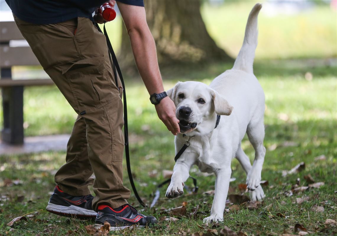 Speak, Stay, Love: A rewarding relationship with your dog starts with  training | The Blade