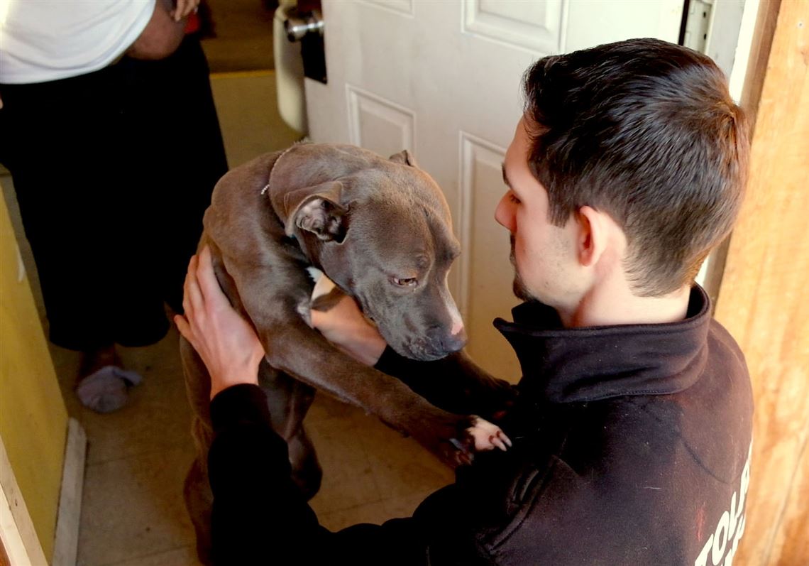 animal cruelty society