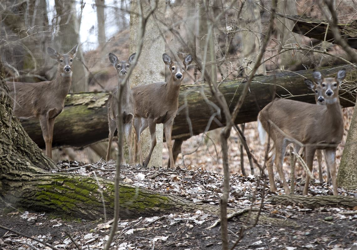 Outdoors: Toledo poaching case one tip away from being solved | The Blade