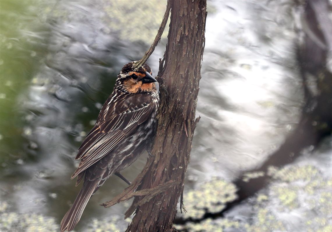 To The Editor Helping Birds Not Difficult Toledo Blade