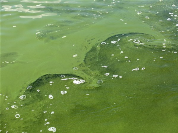 Courting a cleaner lake | Toledo Blade - Toledo Blade