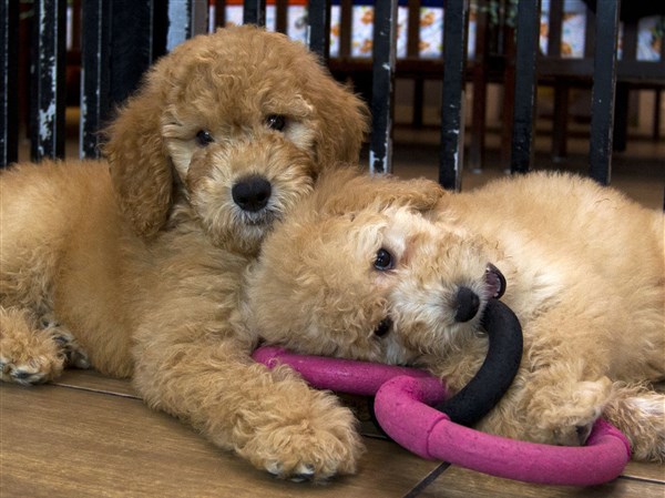 at what age can a puppy be neutered