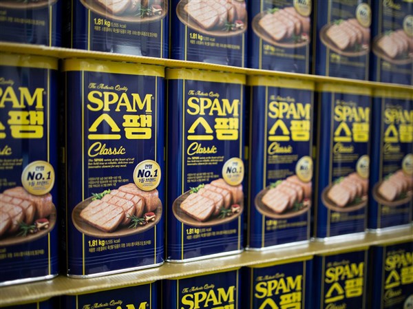 can dogs eat corned beef hash