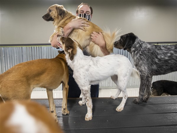 late night doggy daycare