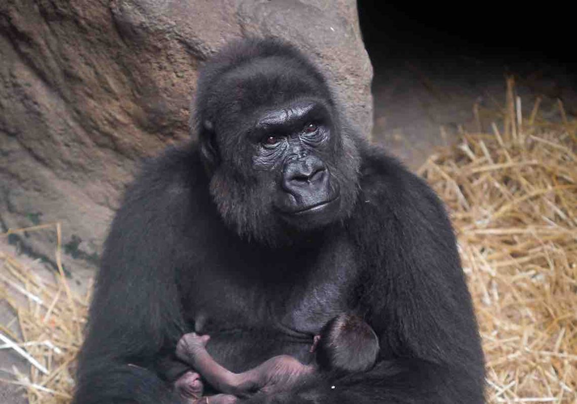 It S A Boy Zoo Announces Birth Of Endangered Gorilla With Facebook Post The Blade