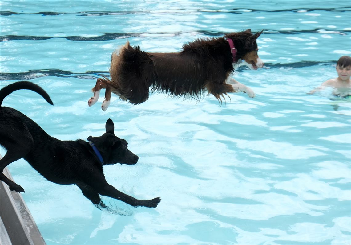 dog friendly holidays with swimming pools