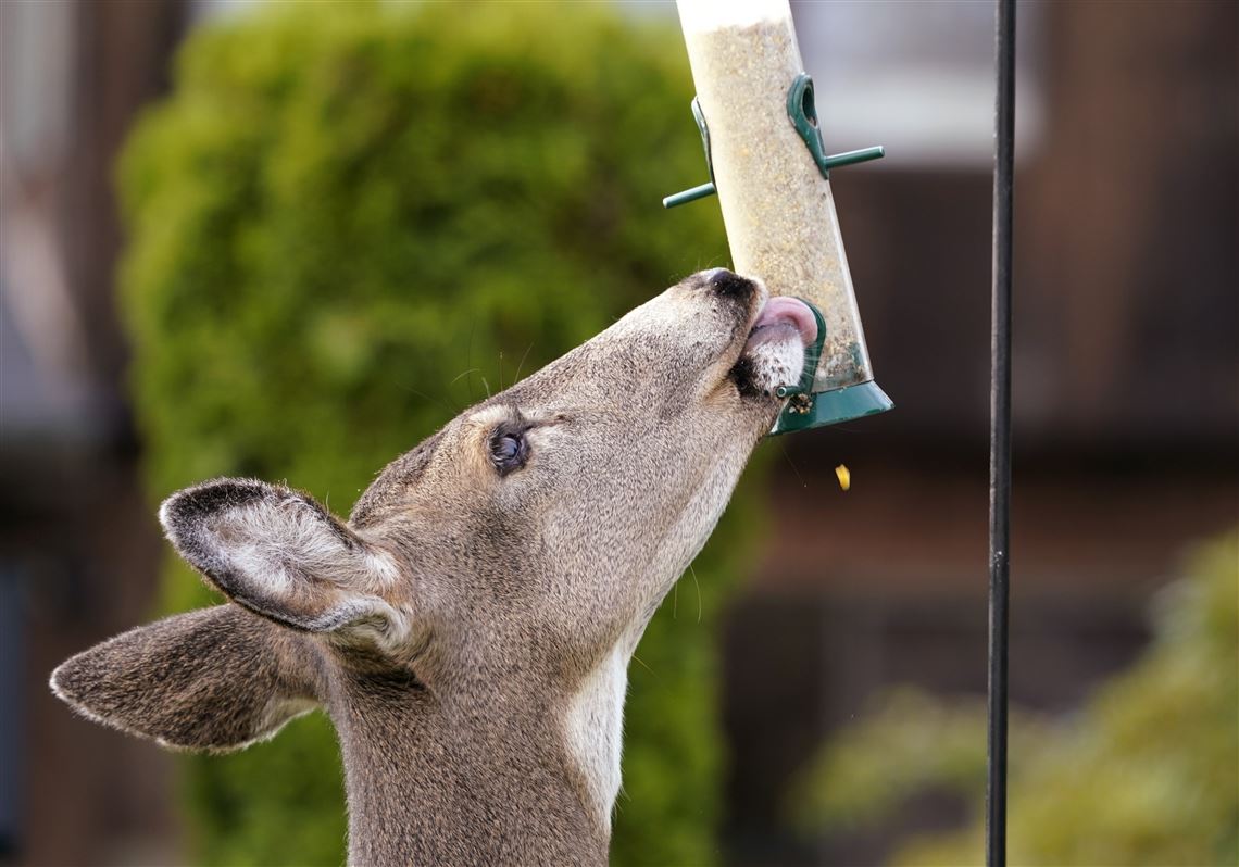 how to feed deer and not raccoons