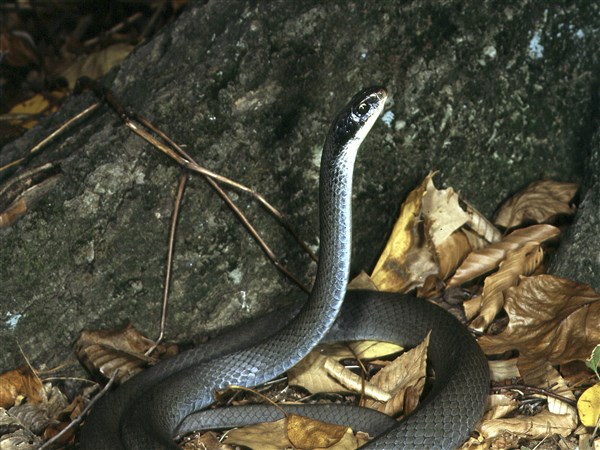 Outdoors Blue Racer An Athletic Fit As Bowsher Mascot The Blade