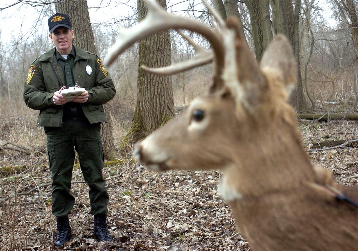 https://www.toledoblade.com/image/2021/01/18/1140x_a10-7_cTC/Deer-decoy.jpg