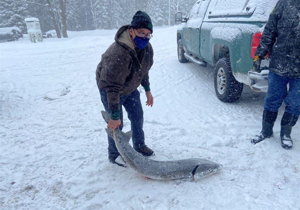 Outdoors Sturgeon season closes after just two hours The Blade