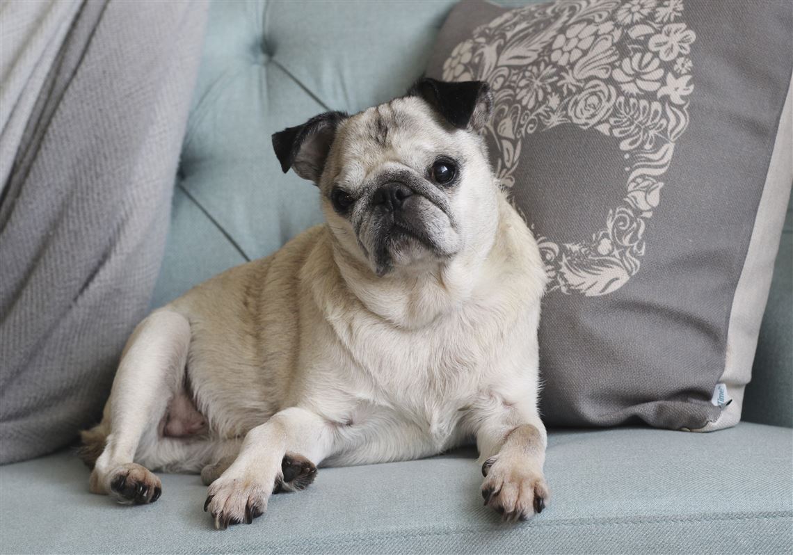 Ask The Vet Is My Dog Too Old For Acl Surgery The Blade