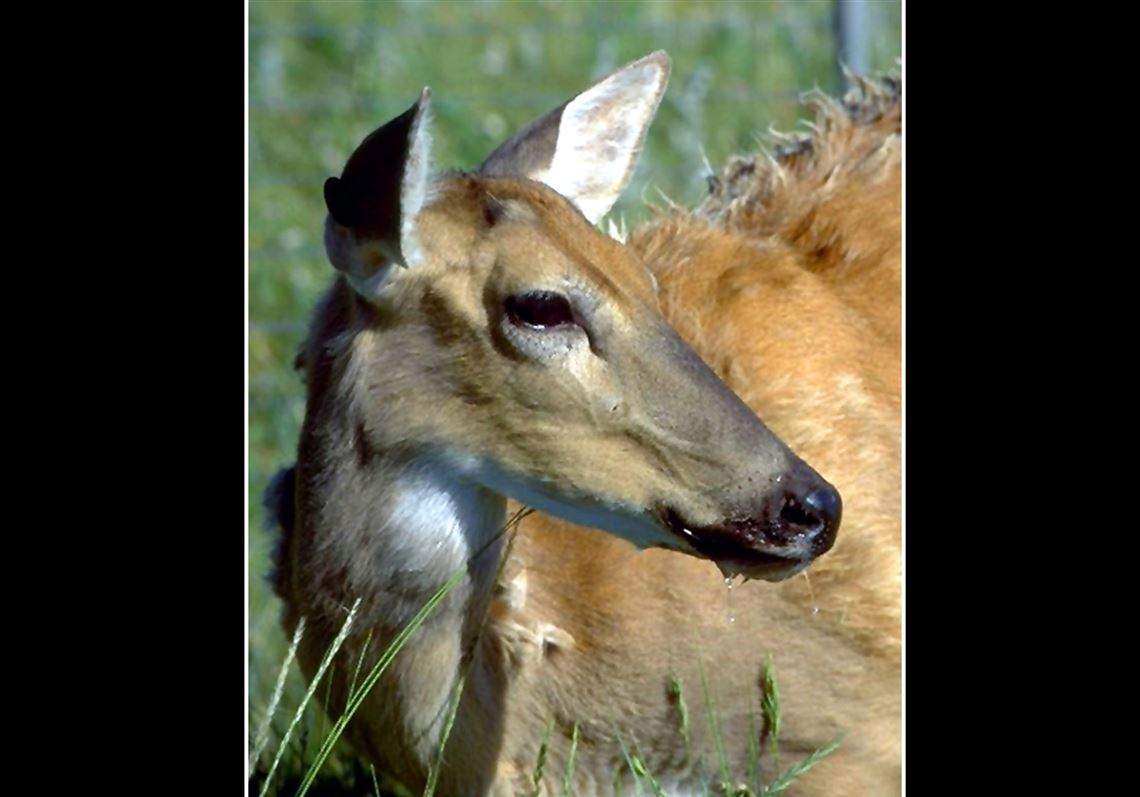 Can Dogs Get Cwd From Eating Deer Poop