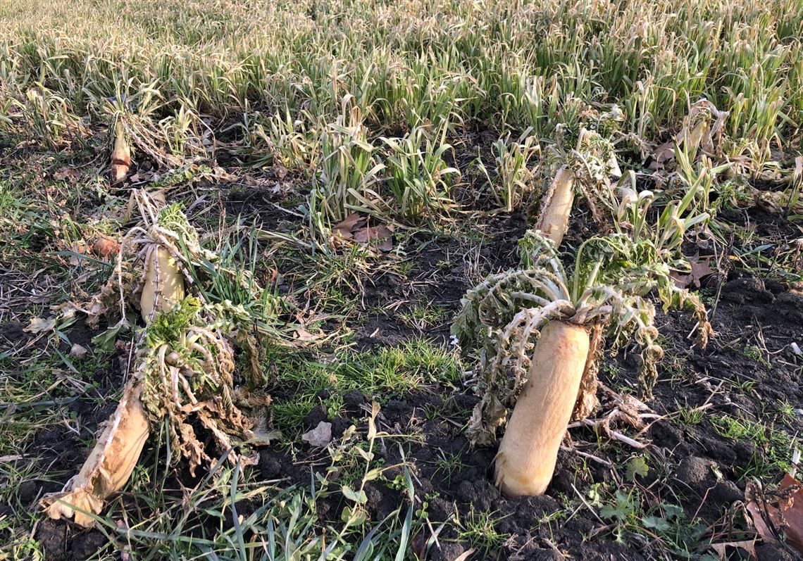 Daikon Radish Cover Crop
