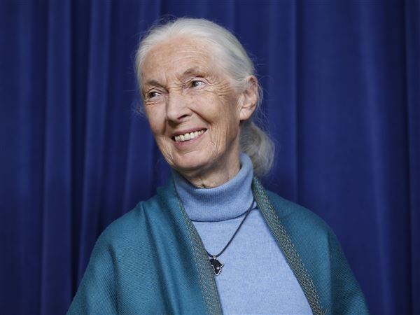 Jane Goodall, conservationist renowned for chimpanzee research, has died