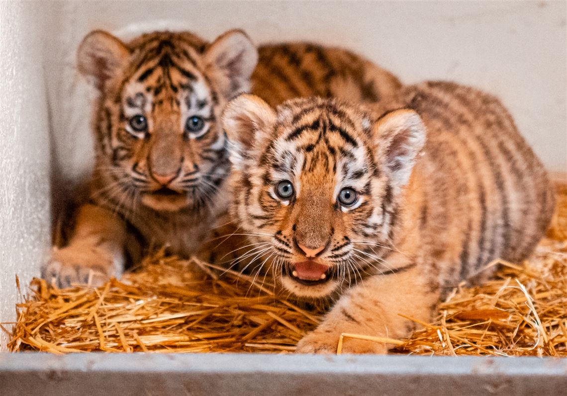 Toledo Zoo welcomes tiger cubs, two