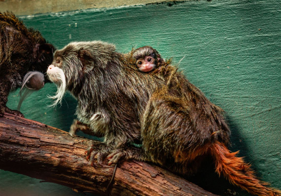 This Incredibly Rare Baby Monkey Was Just Born at an Ohio Zoo— See